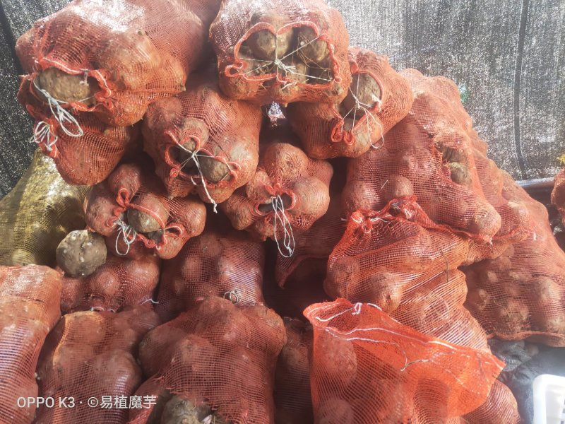 新鲜魔芋大魔芋生魔芋，产地直销可视频观看支持在线交易磨芋