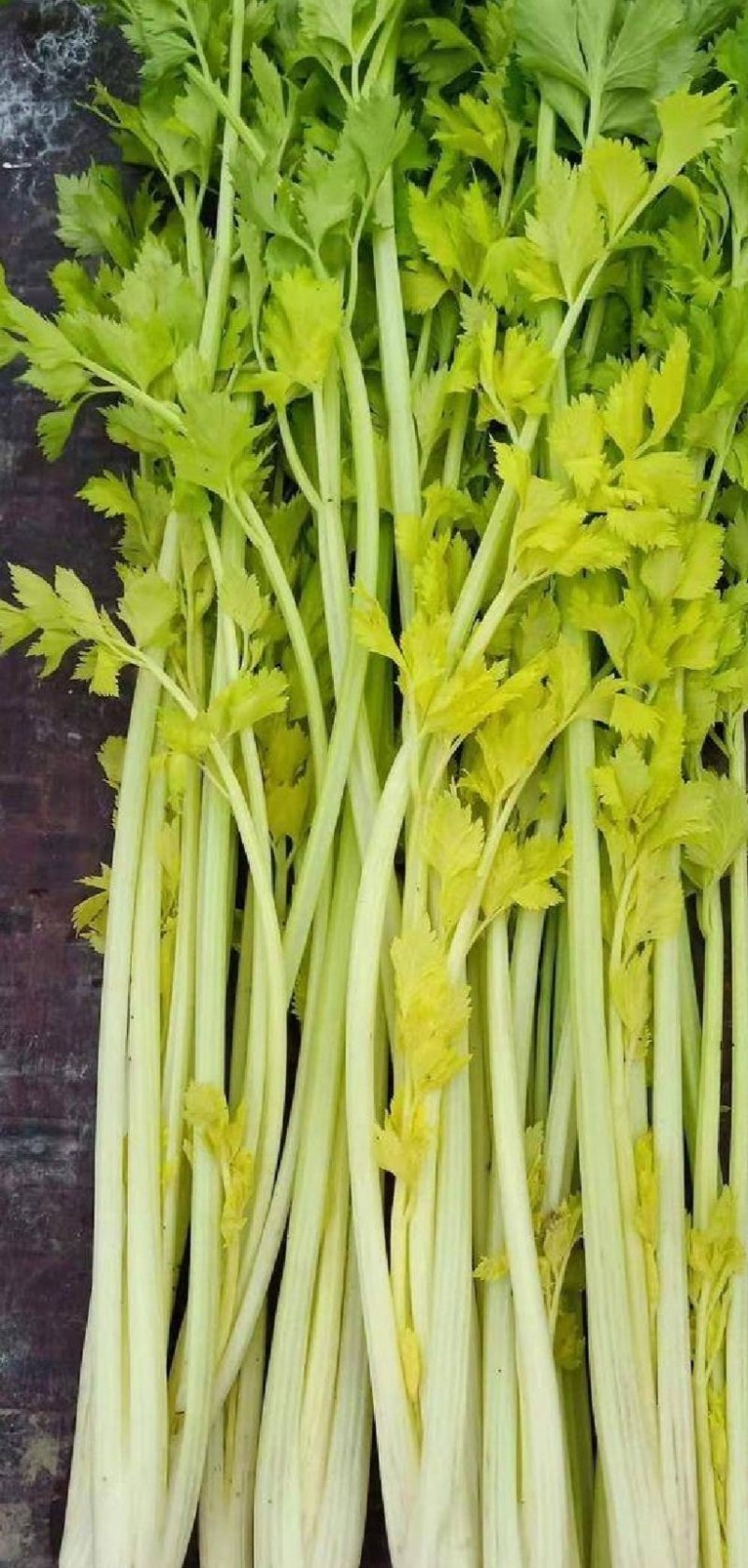 芹菜