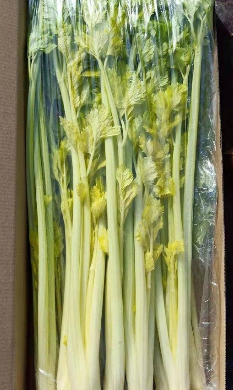 芹菜