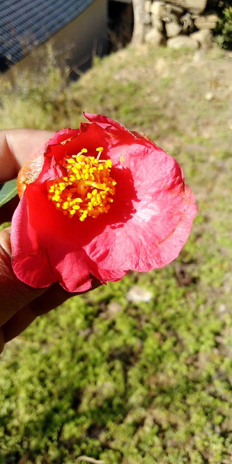 山茶花遇见一棵最大的