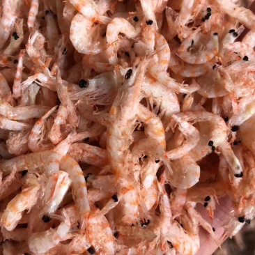 磷虾磷虾南极磷虾磷虾磷虾磷虾