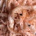 磷虾磷虾南极磷虾磷虾磷虾磷虾
