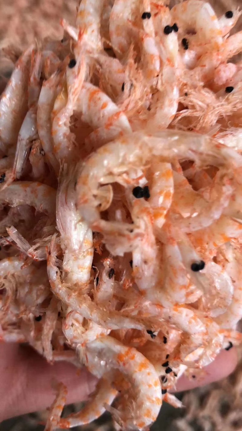 磷虾磷虾南极磷虾磷虾磷虾磷虾