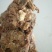 牛肉统货精修无油，熟度高