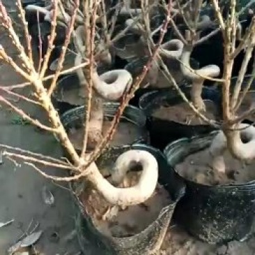 桃梅，寿桃，上盆桃梅，桃梅花，造型桃梅，寿桃树