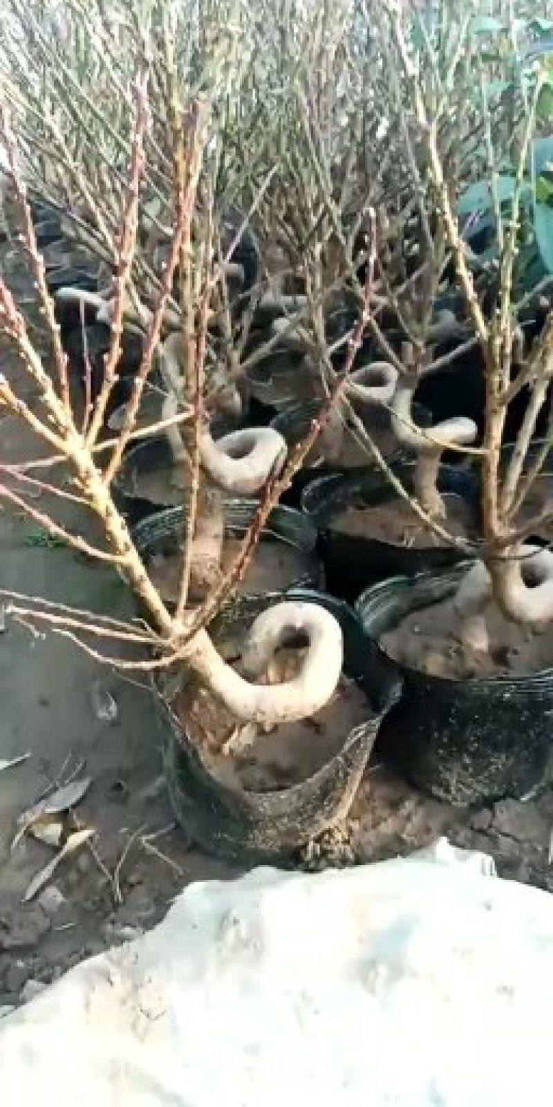 桃梅，寿桃，上盆桃梅，桃梅花，造型桃梅，寿桃树