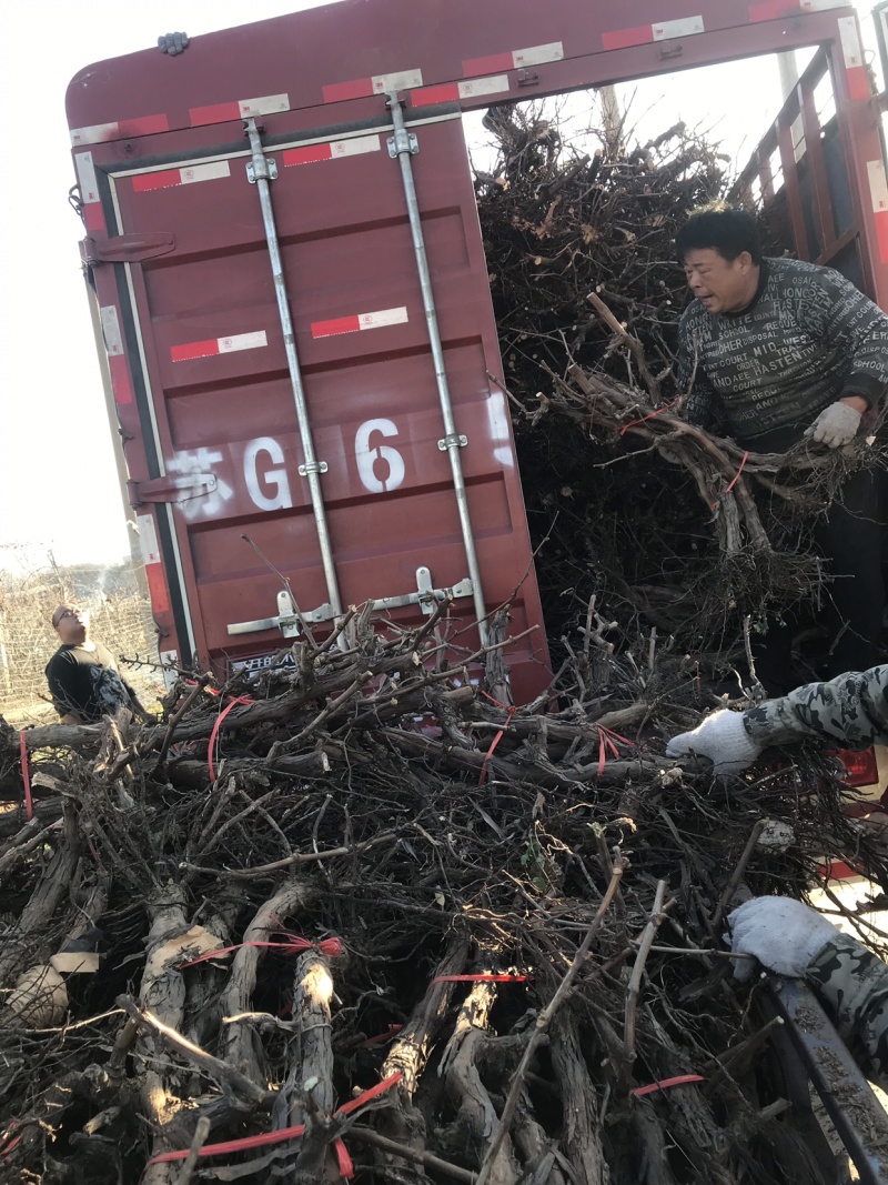 占地葡萄树，产地直发，货源充足..产地直发