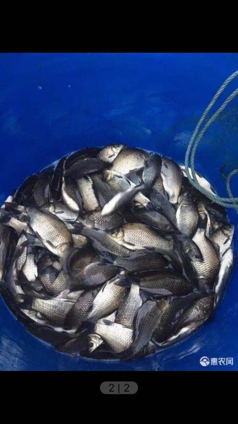 中科三号银鲫现货上市量大优惠