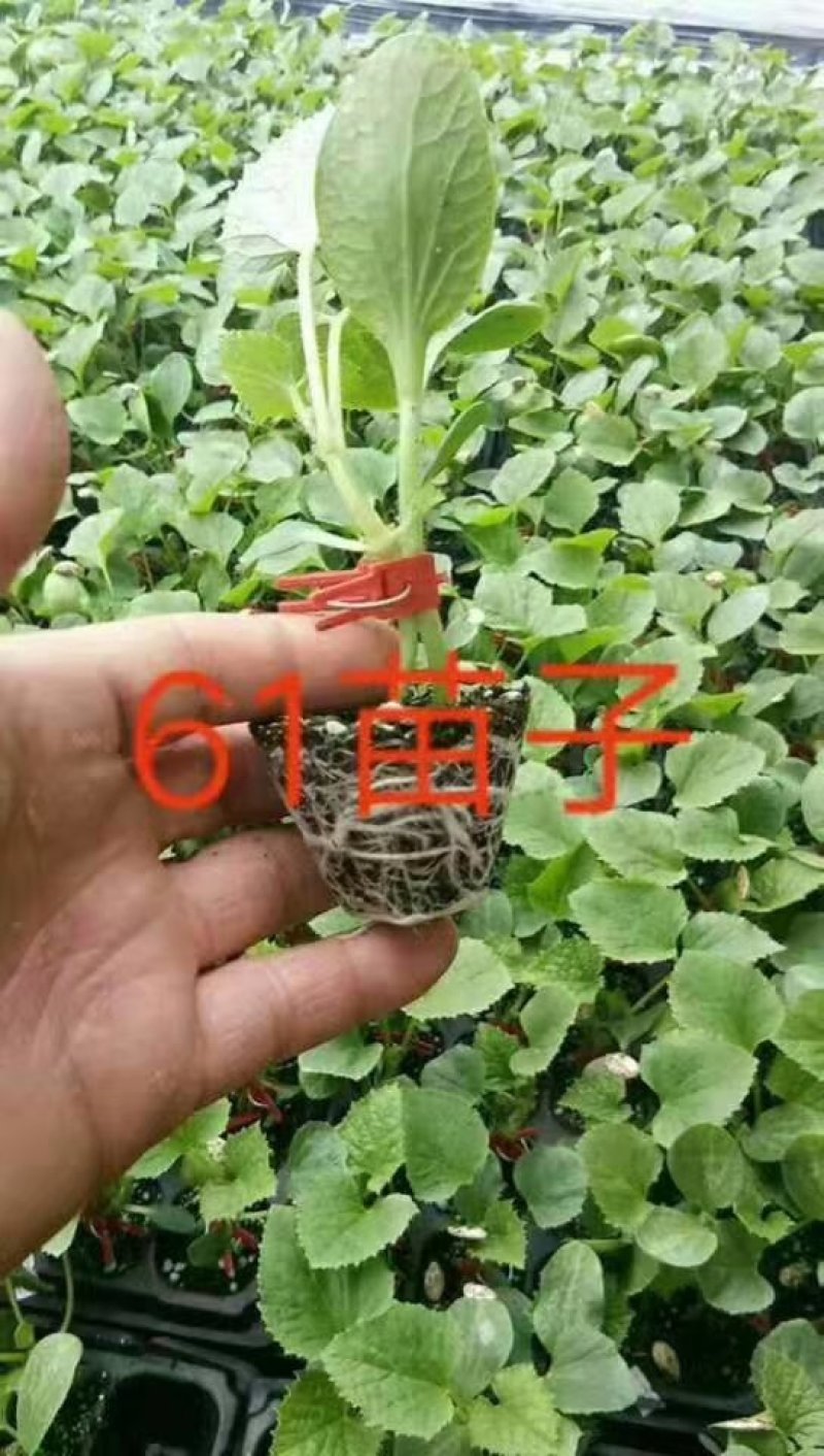 甜瓜苗甜瓜种苗大量现货甜瓜苗苗场直发每天发货