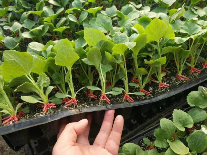 甜瓜苗甜瓜种苗大量现货甜瓜苗苗场直发每天发货