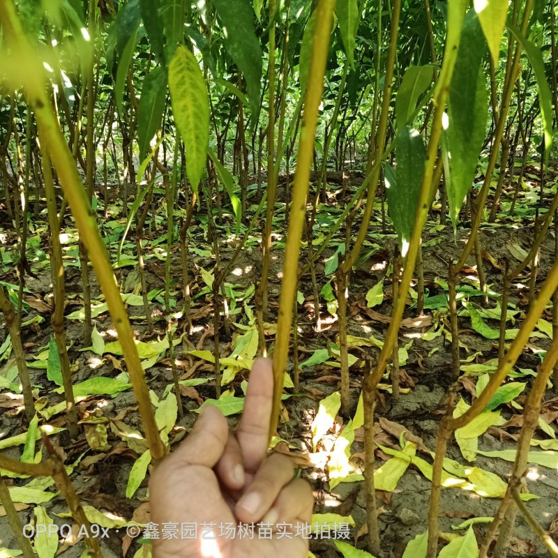 毛桃树苗毛桃芽苗成活率高
