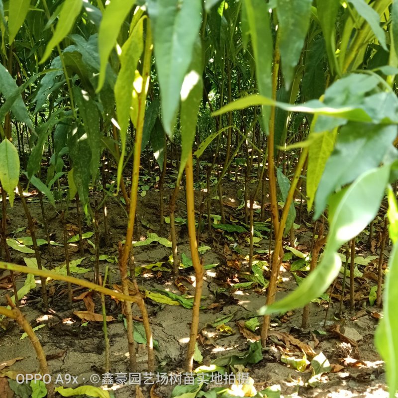 毛桃树苗毛桃芽苗成活率高