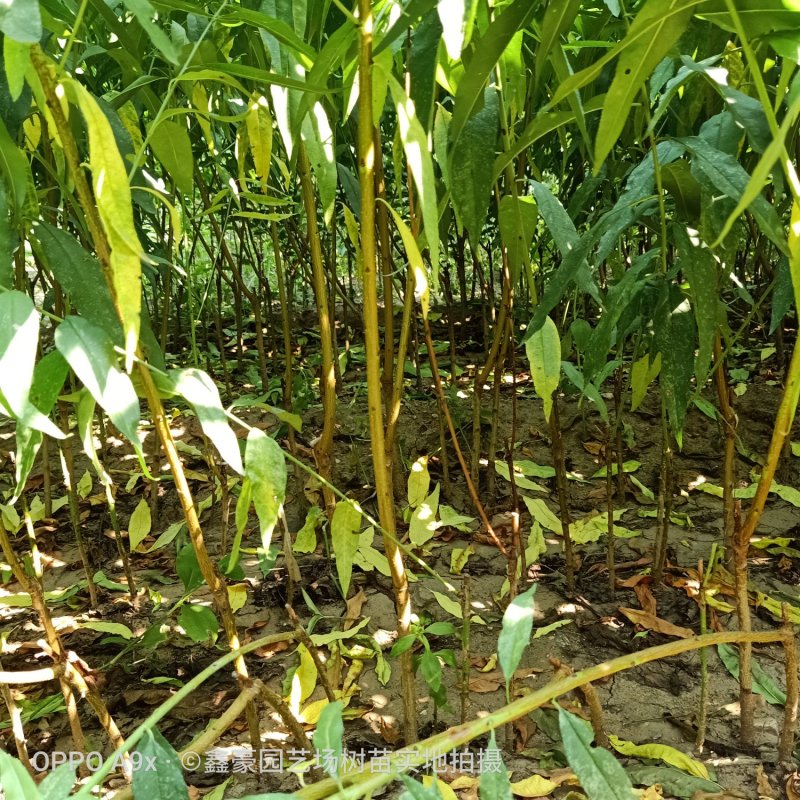 毛桃树苗毛桃芽苗成活率高