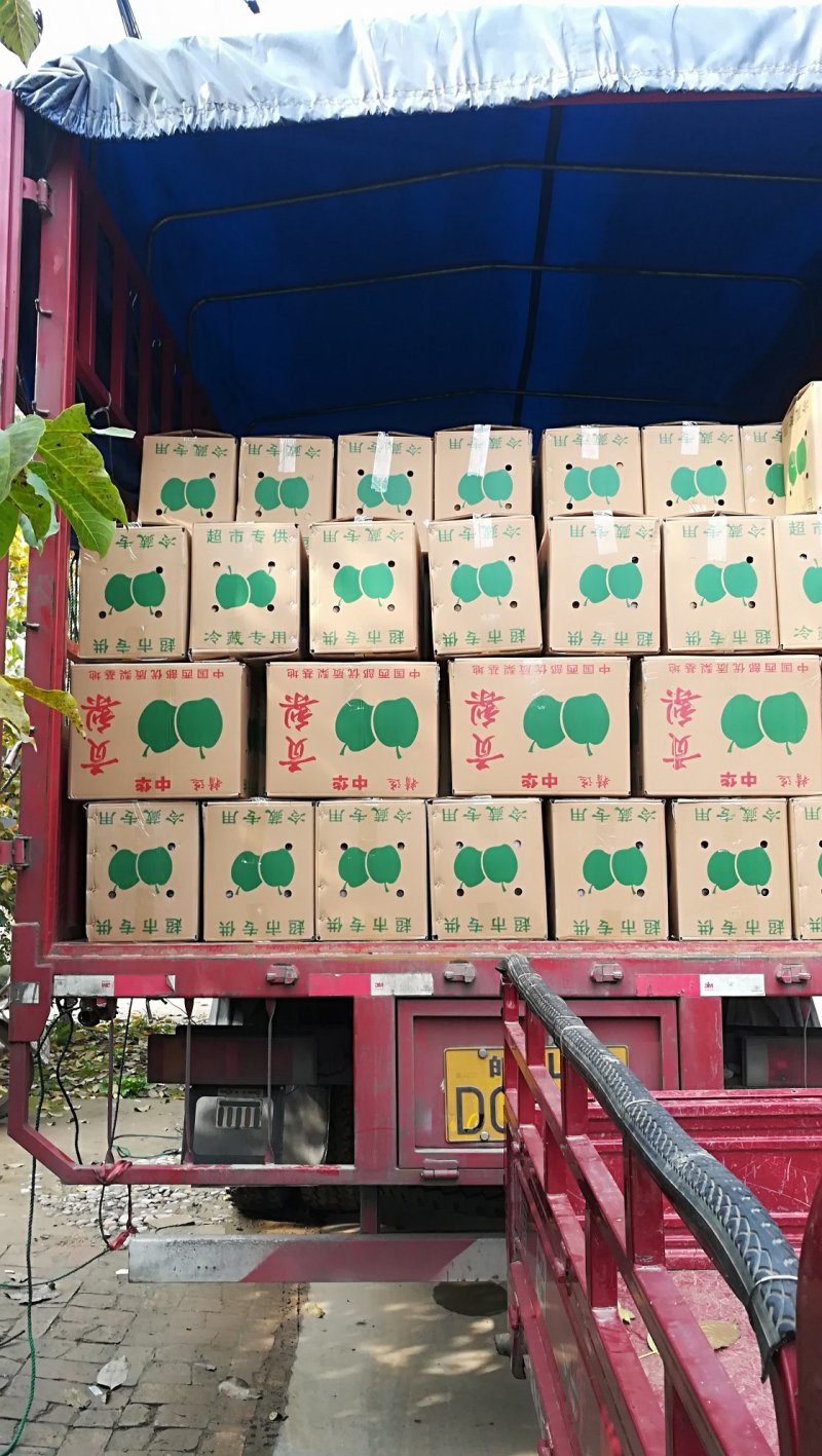 酥梨陕西礼泉小河酥梨地理标识