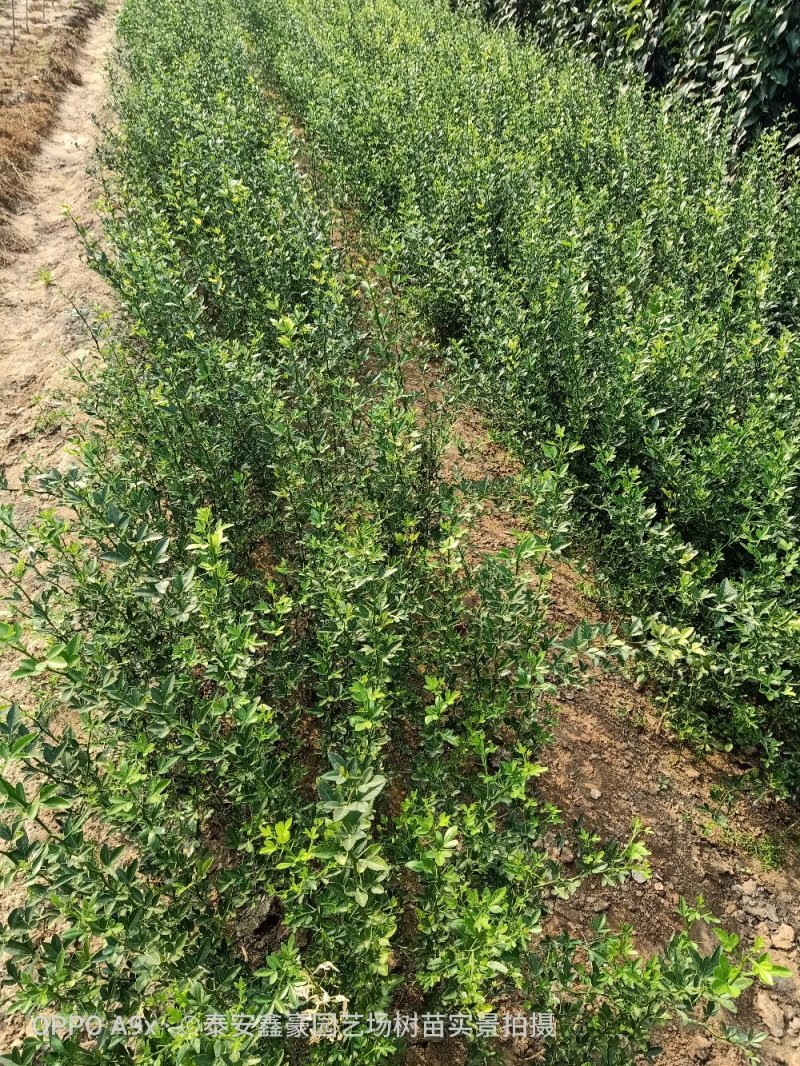 枳壳苗现货供应枳壳树苗规格0.3以上原圃