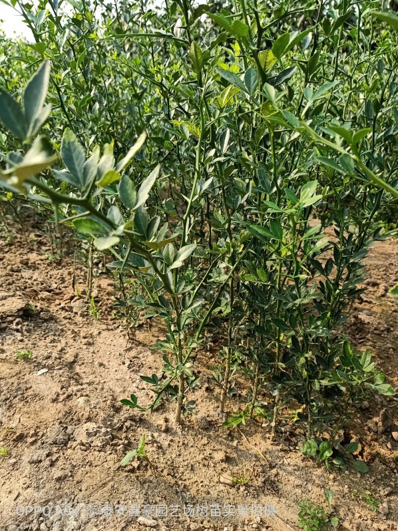 枳壳苗现货供应枳壳树苗规格0.3以上原圃