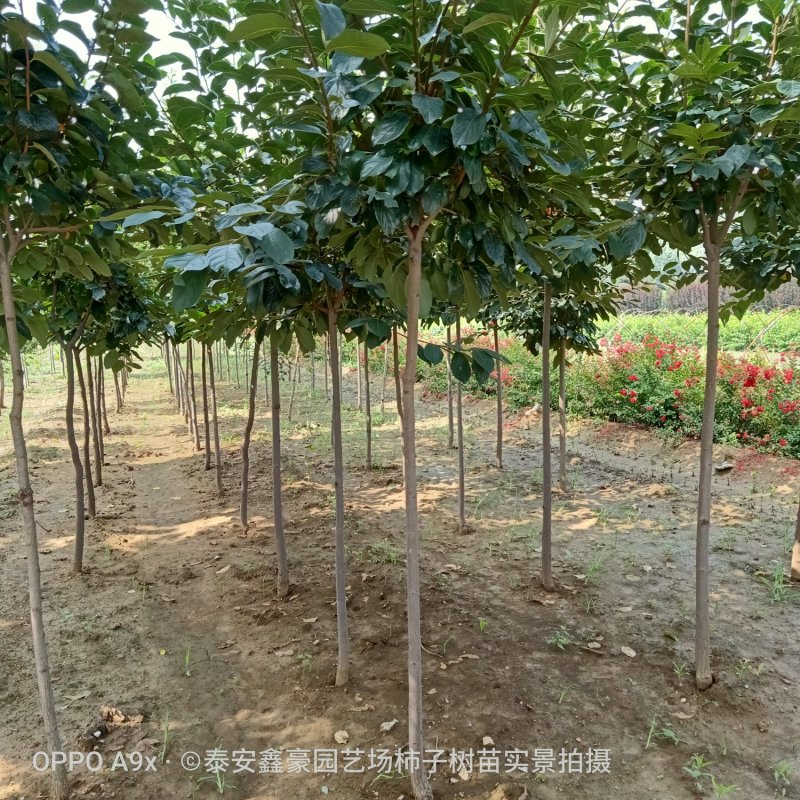 阳丰甜柿子树苗100~150cm