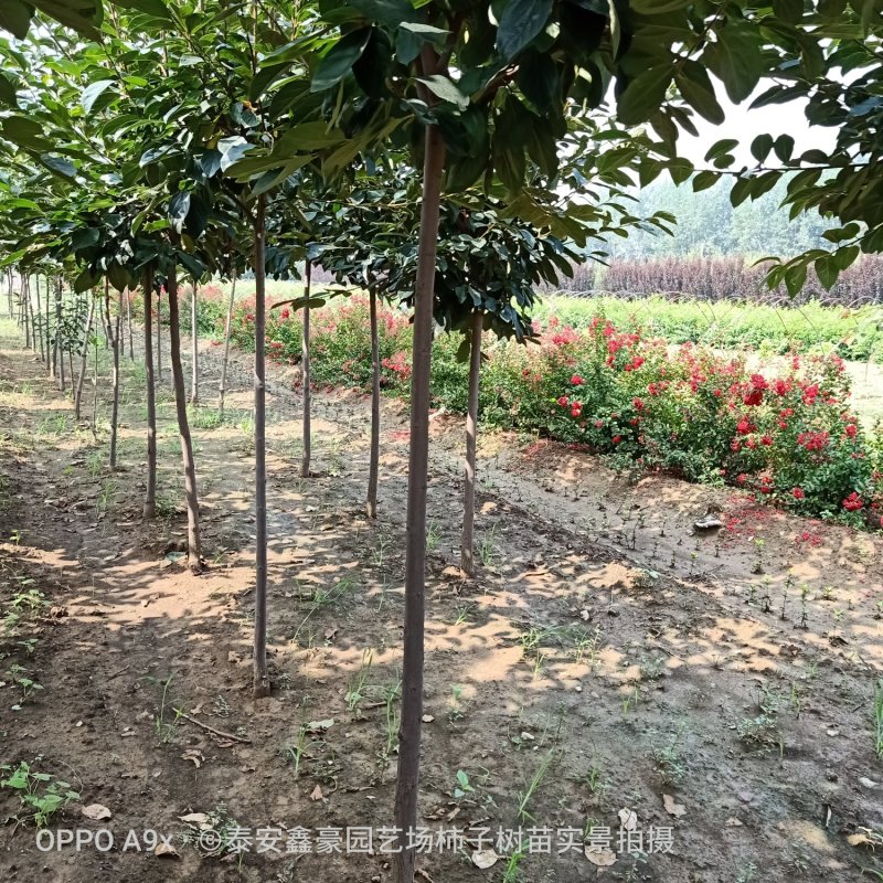 柿树苗80cm以上品种脆柿树苗黑柿树苗