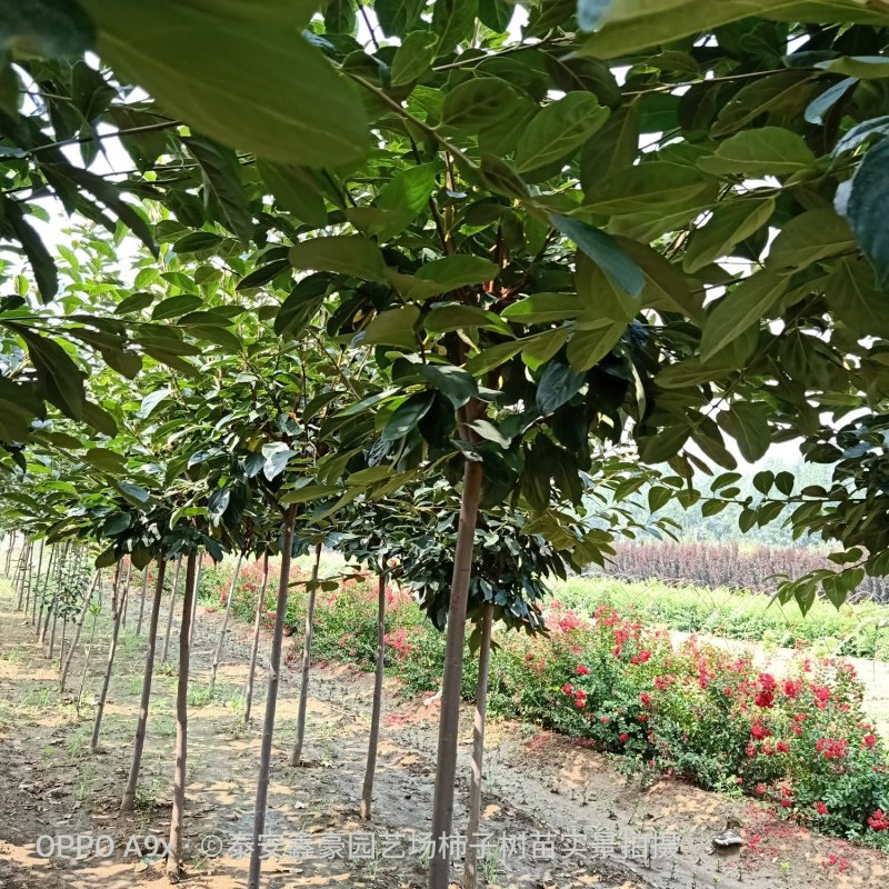 柿树苗80cm以上品种脆柿树苗黑柿树苗