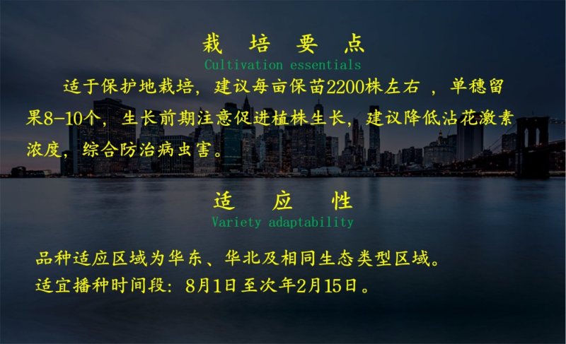 口感西红柿种子乾德黑粉圆形无限生长果实黑粉色