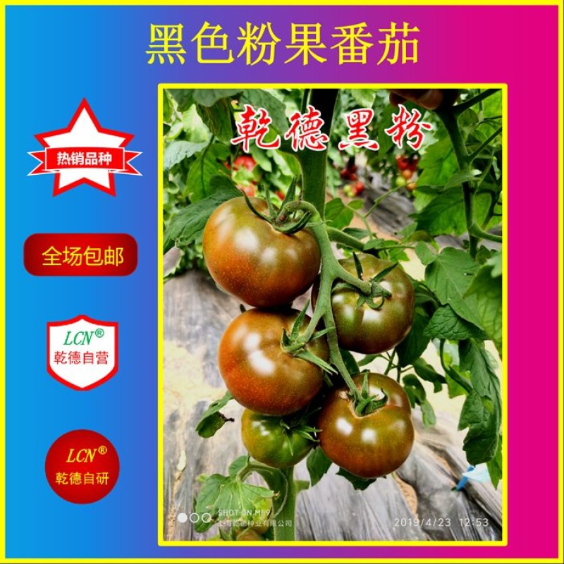 口感西红柿种子乾德黑粉圆形无限生长果实黑粉色