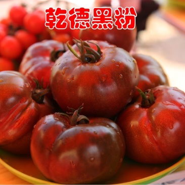口感西红柿种子乾德黑粉圆形无限生长果实黑粉色