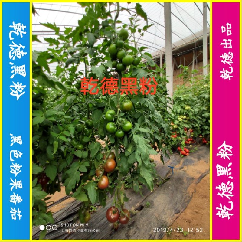 口感西红柿种子乾德黑粉圆形无限生长果实黑粉色