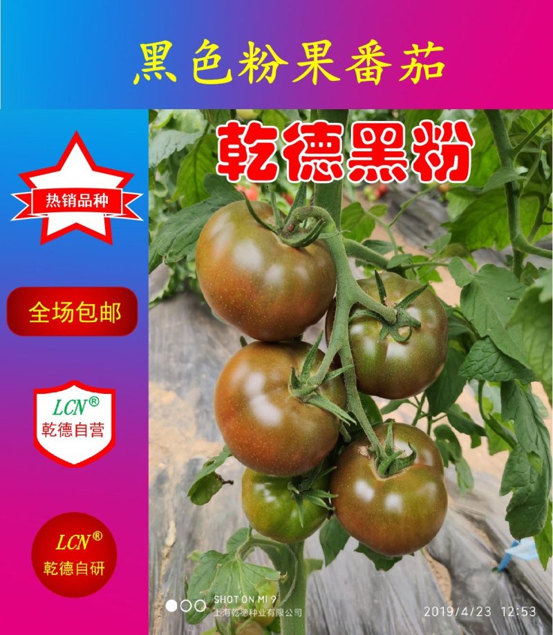 口感西红柿种子乾德黑粉圆形无限生长果实黑粉色