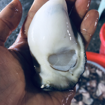 生蚝肉，大中小三种规格每袋3斤装现开现卖