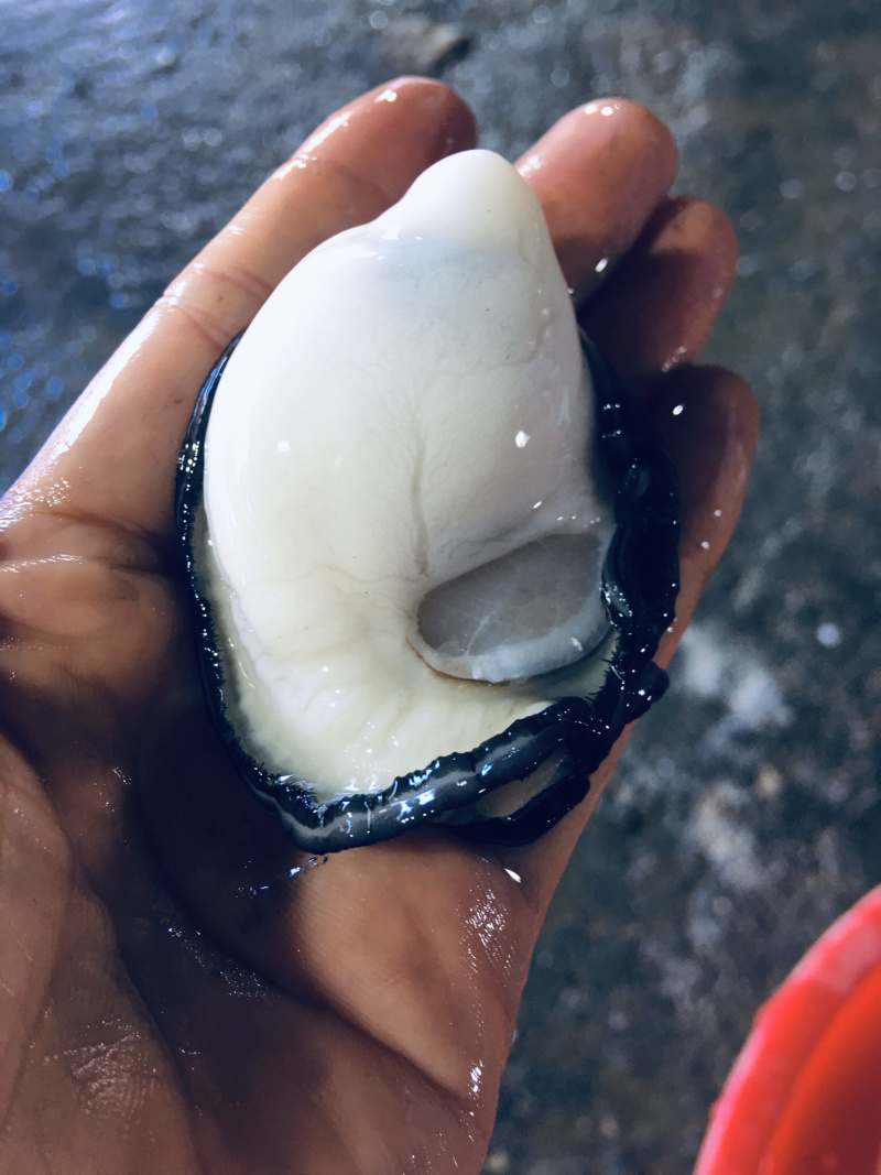 生蚝肉，大中小三种规格每袋3斤装现开现卖