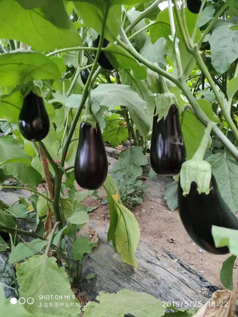 绿萼灯泡茄种子乾德茄A1早熟果皮黑紫色抗病性好