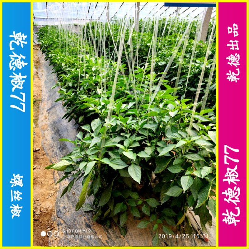 绿萼灯泡茄种子乾德茄A1早熟果皮黑紫色抗病性好