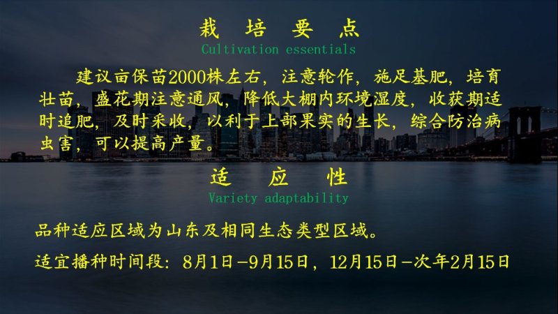 香辣螺丝椒种子乾德椒77果皮深绿色坐果能力强