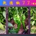 香辣螺丝椒种子乾德椒77果皮深绿色坐果能力强