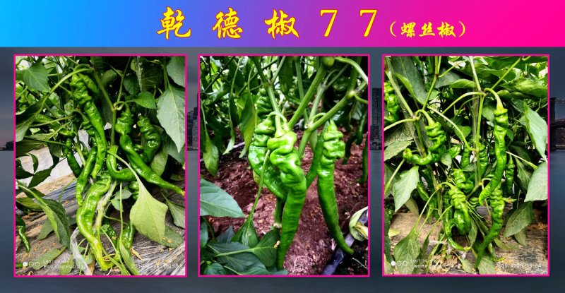 香辣螺丝椒种子乾德椒77果皮深绿色坐果能力强