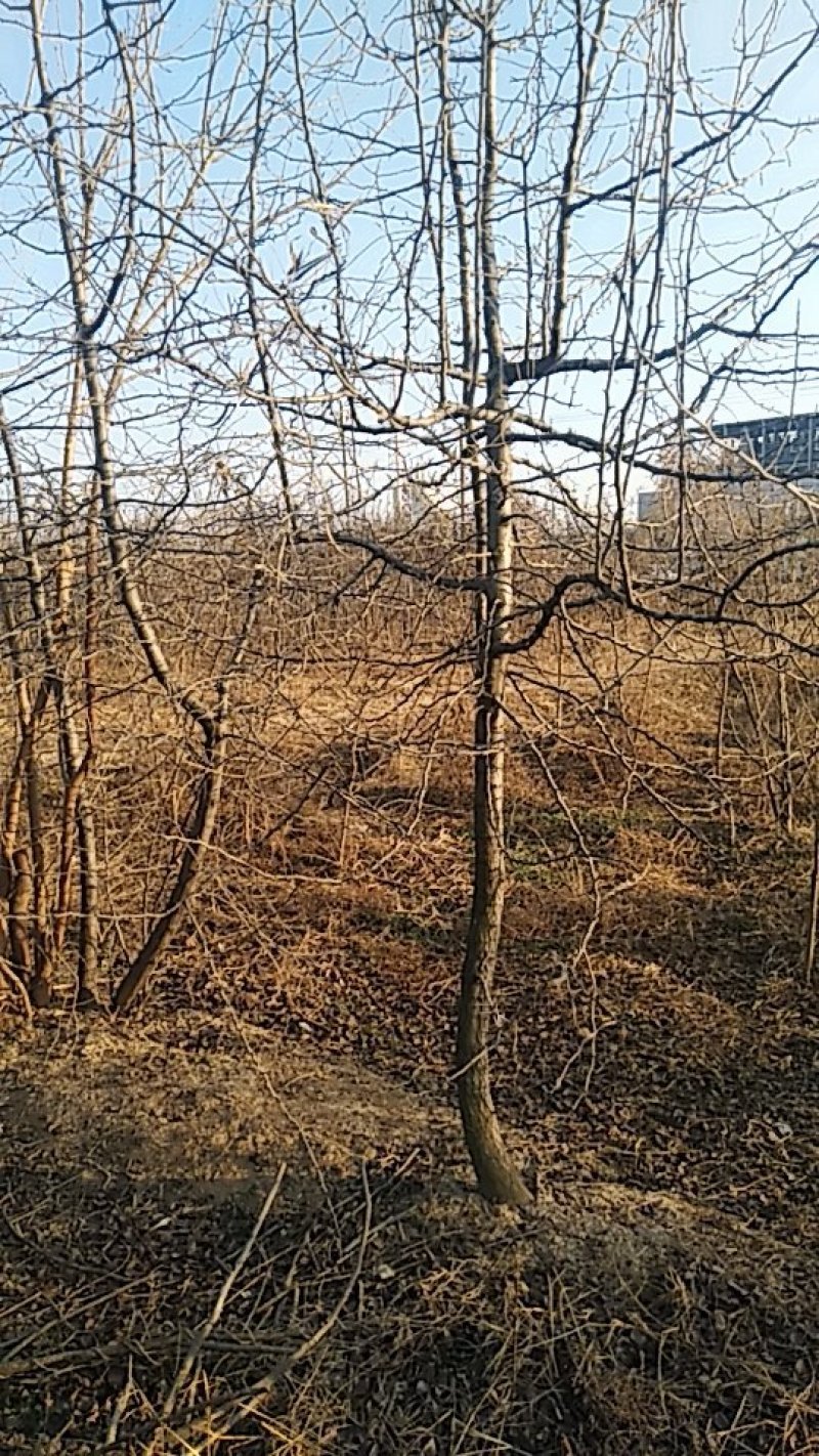 杜梨树