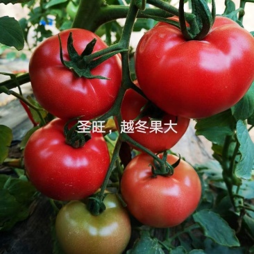 乾德圣旺粉果大果西红柿种子高圆西红柿种子口感好