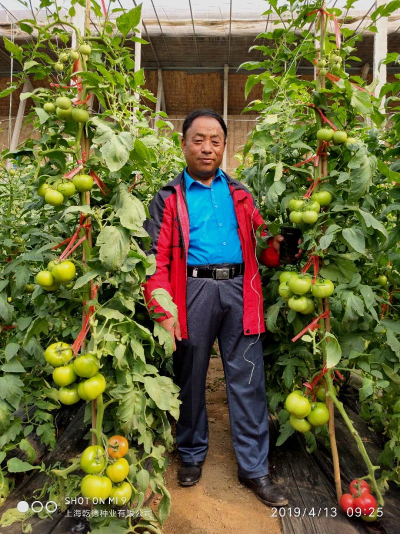 乾德圣德西红柿种子粉果大果圆形番茄种子果型美观