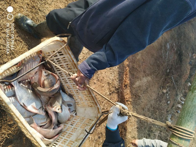 鲫鱼大别山各种鱼供应中科三号湖北黄冈