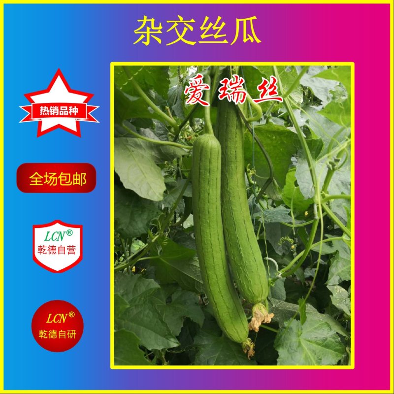 杂交绿皮丝瓜种子乾德爱瑞丝瓜条长35—40厘米