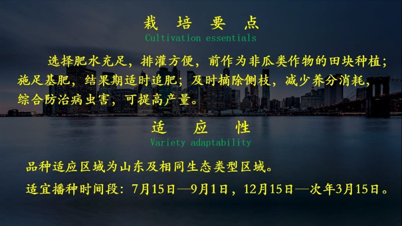 杂交绿皮丝瓜种子乾德爱瑞丝瓜条长35—40厘米