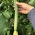 杂交绿皮丝瓜种子乾德爱瑞丝瓜条长35—40厘米