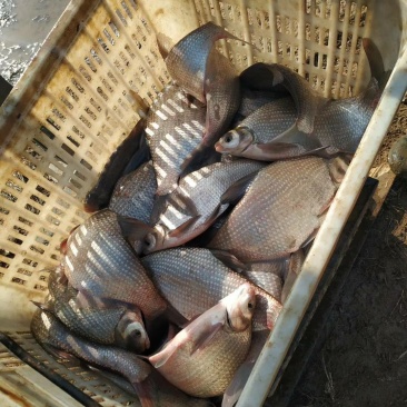 扁鱼苗鳊鱼苗武昌鱼苗