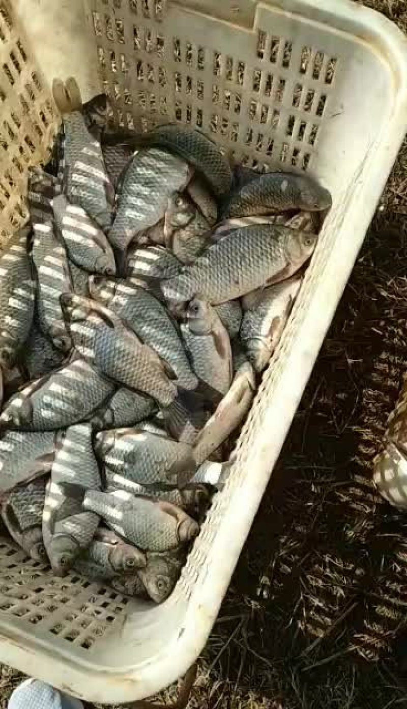 鲫鱼苗湖北黄冈2-4两中科三号