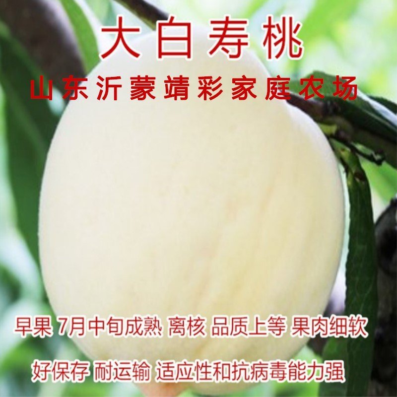 大白寿桃苗嫁接桃树苗寿桃苗南北种植桃树苗盆栽地栽