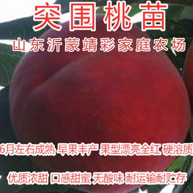 大白寿桃苗嫁接桃树苗寿桃苗南北种植桃树苗盆栽地栽