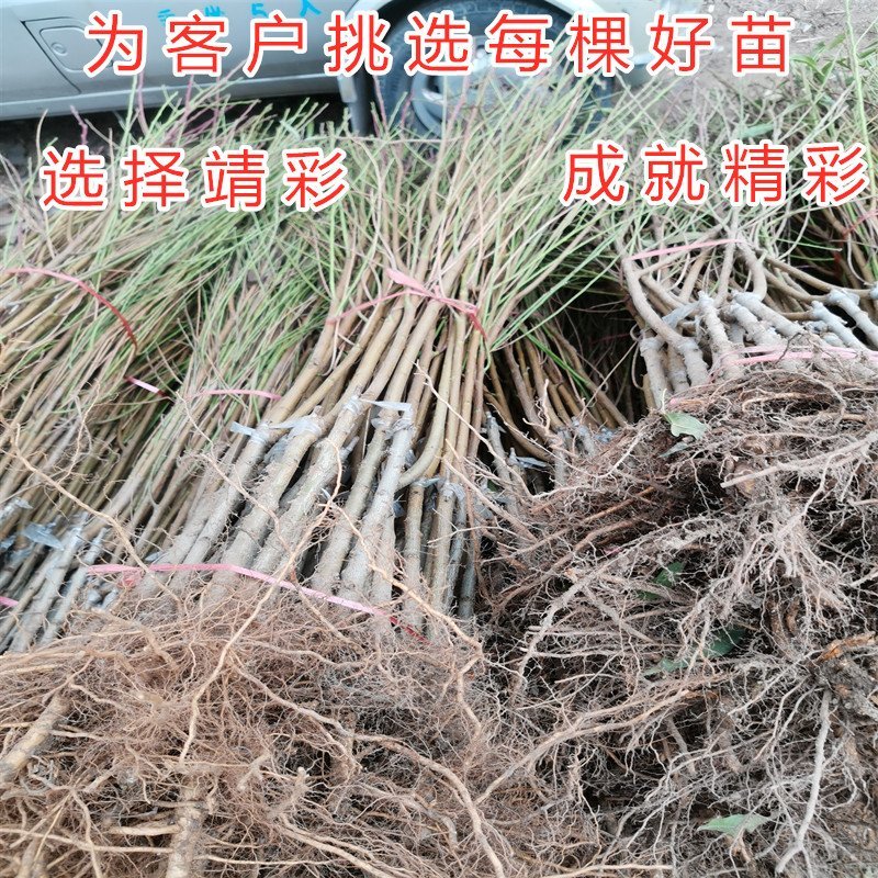 大白寿桃苗嫁接桃树苗寿桃苗南北种植桃树苗盆栽地栽
