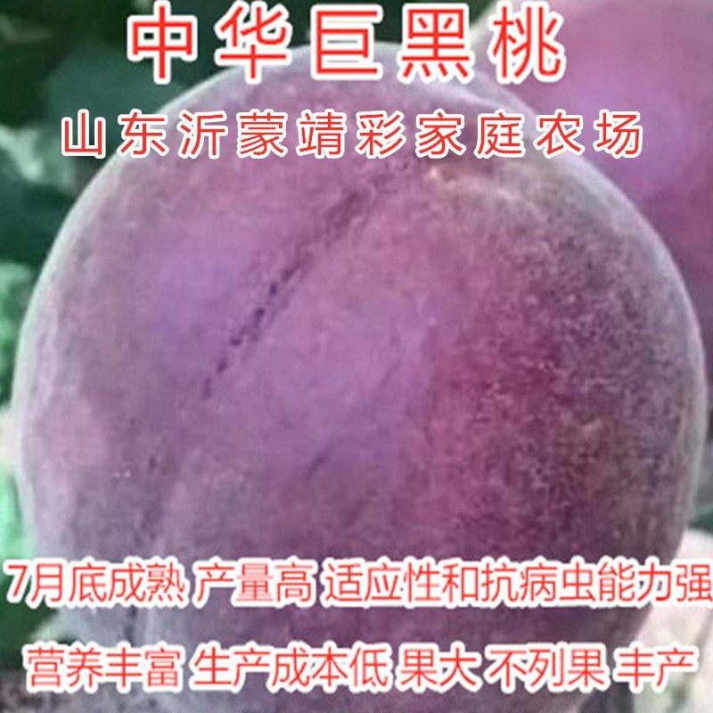 大白寿桃苗嫁接桃树苗寿桃苗南北种植桃树苗盆栽地栽
