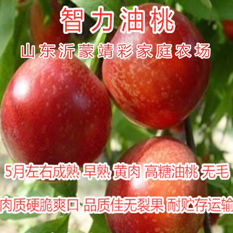 大白寿桃苗嫁接桃树苗寿桃苗南北种植桃树苗盆栽地栽
