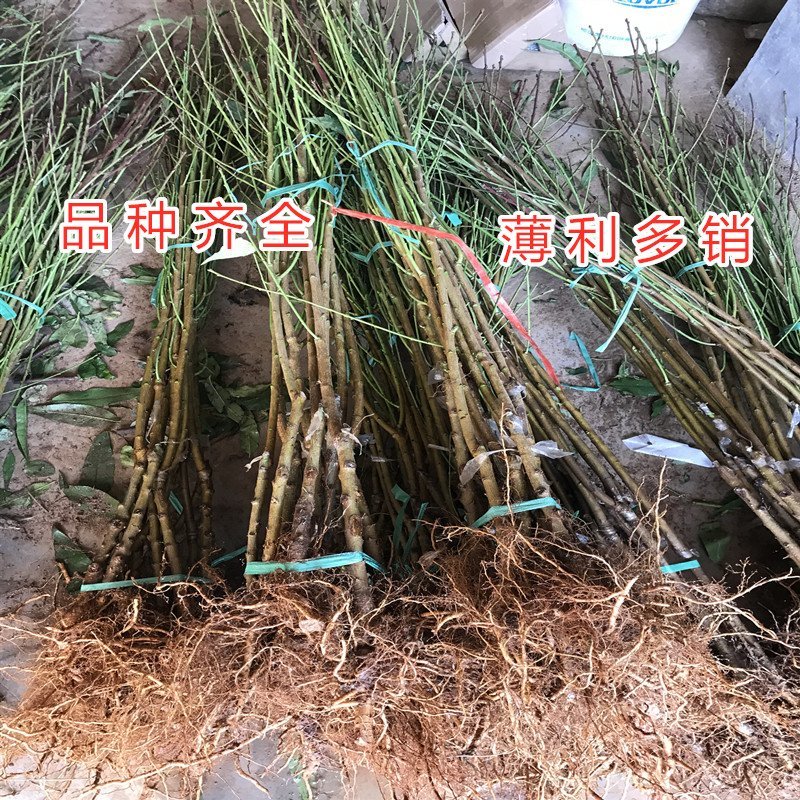 大白寿桃苗嫁接桃树苗寿桃苗南北种植桃树苗盆栽地栽
